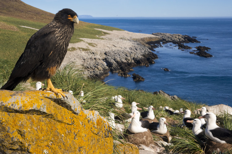 Antarctica and the Falkland Islands