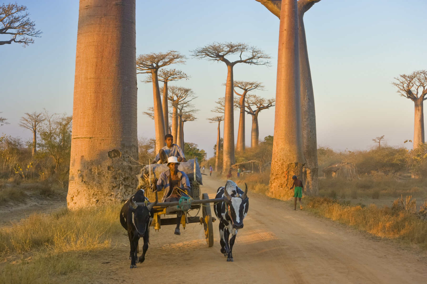 Africa: Madagascar Season 1, Episode 5 - Travels to the Edge